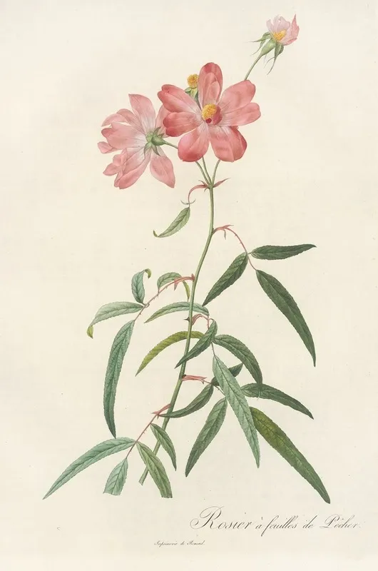 Rosa Longifolia Wall Art by Pierre Joseph Redouté - High-Resolution Digital Print