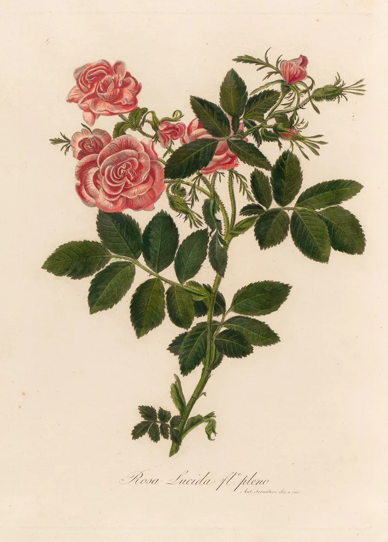 Rosa Lucida Fle Pleno Wall Art by Gaetano Savi - High-Resolution Digital Print