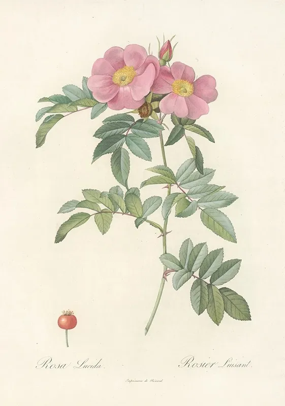 Rosa Lucida Wall Art by Pierre Joseph Redouté - High-Resolution Digital Print