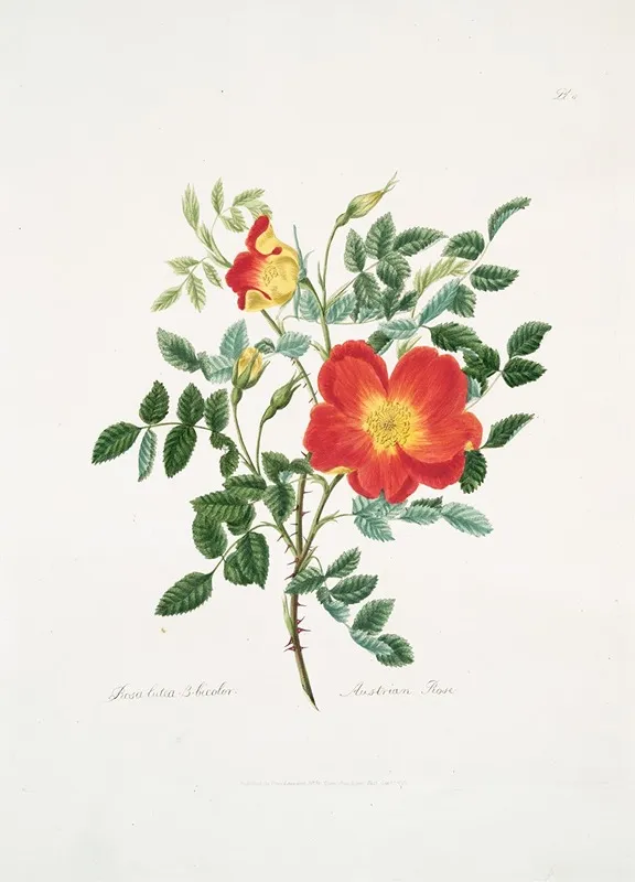 Rosa Lutea Bicolor Wall Art by Mary Lawrance - High-Resolution Digital Print