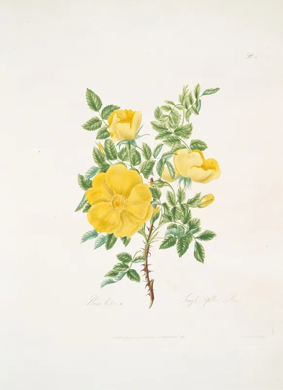 Rosa Lutea Wall Art by Mary Lawrance - High-Resolution Digital Print
