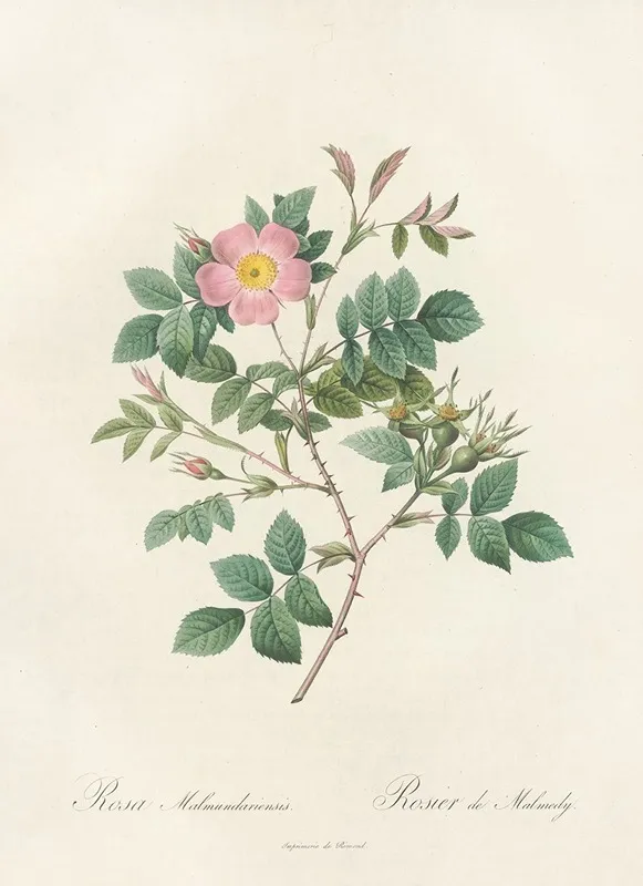Rosa Malmundariensis Wall Art by Pierre Joseph Redouté - High-Resolution Digital Print