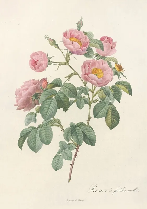 Rosa Mollissima Flore Submultiplici Wall Art by Pierre Joseph Redouté - High-Resolution Digital Print