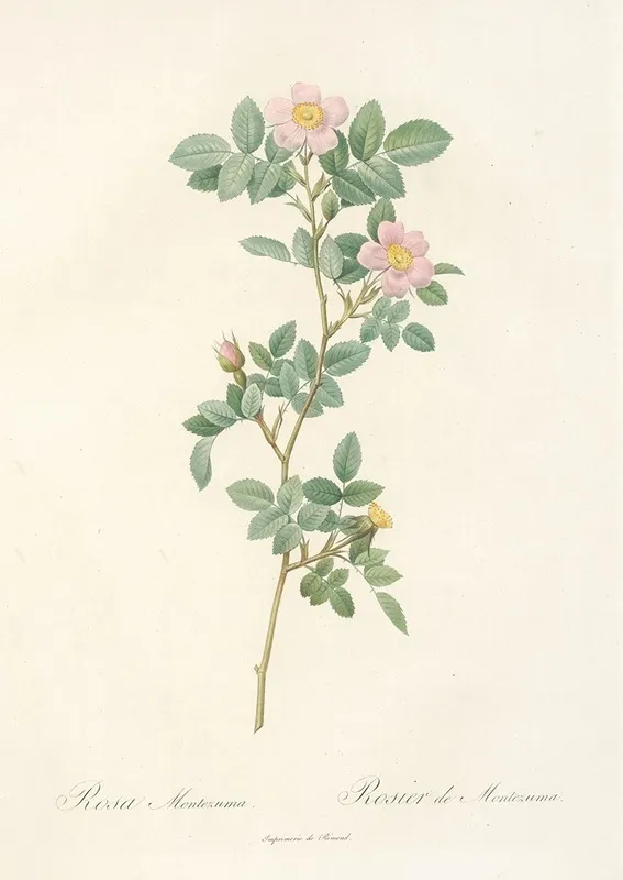 Rosa Montezuma Wall Art by Pierre Joseph Redouté - High-Resolution Digital Print