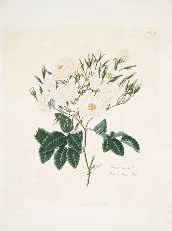 Rosa Moschata Wall Art by Mary Lawrance - High-Resolution Digital Print