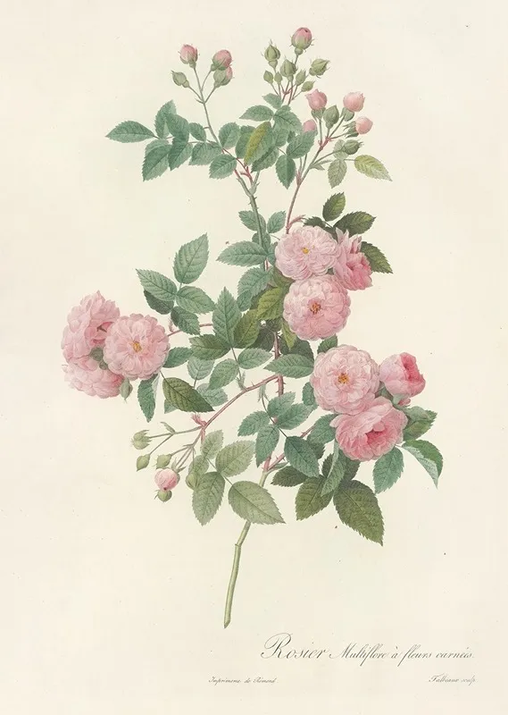 Rosa Multiflora Carnea Wall Art by Pierre Joseph Redouté - High-Resolution Digital Print