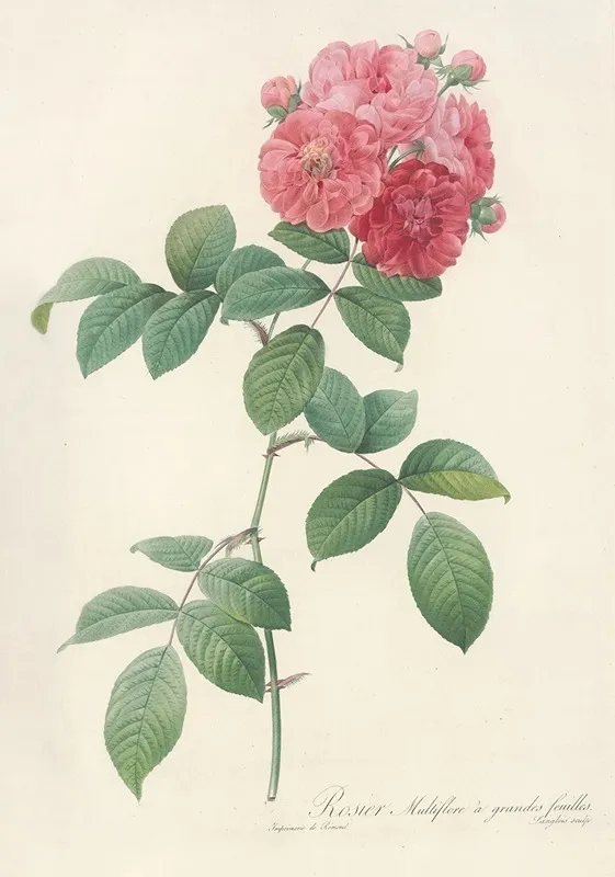 Rosa Multiflora Platyphylla Wall Art by Pierre Joseph Redouté - High-Resolution Digital Print