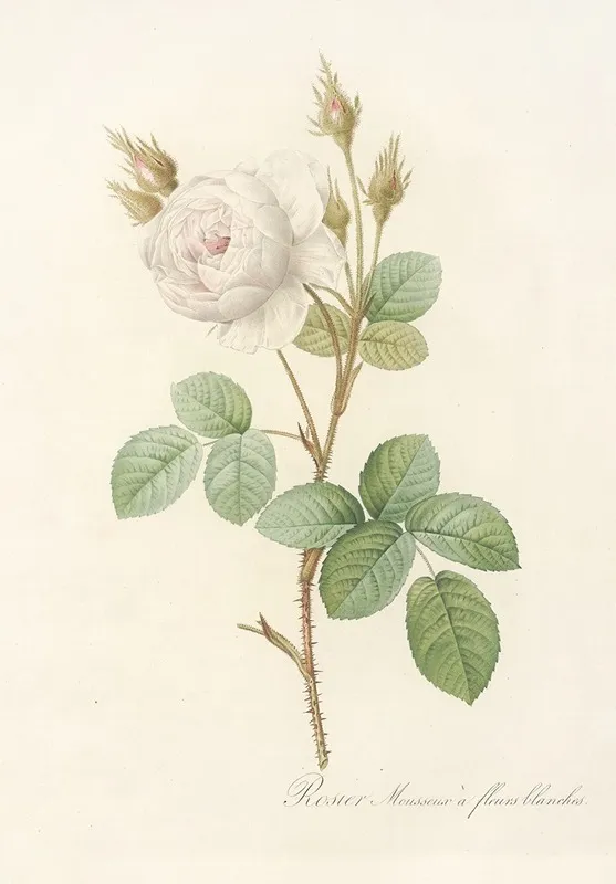 Rosa Muscosa Alba Wall Art by Pierre Joseph Redouté - High-Resolution Digital Print