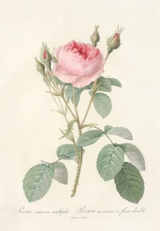 Rosa Muscosa Multiplex Wall Art by Pierre Joseph Redouté - High-Resolution Digital Print