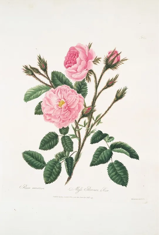 Rosa Muscosa Wall Art by Mary Lawrance - High-Resolution Digital Print