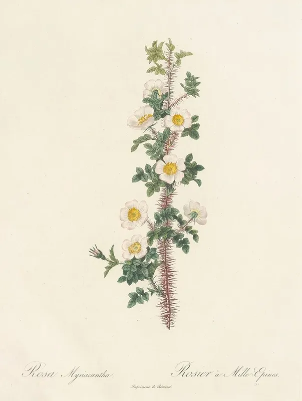 Rosa Myriacantha Wall Art by Pierre Joseph Redouté - High-Resolution Digital Print