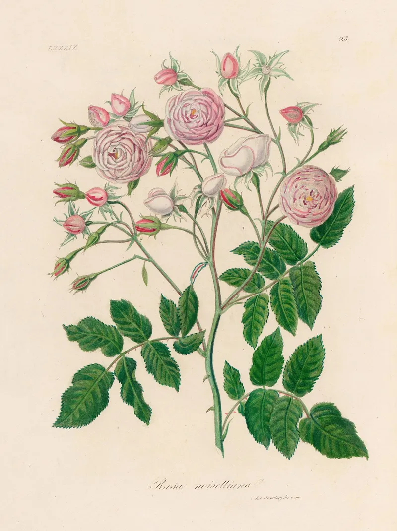 Rosa Noisettiana 2 Wall Art by Gaetano Savi - High-Resolution Digital Print