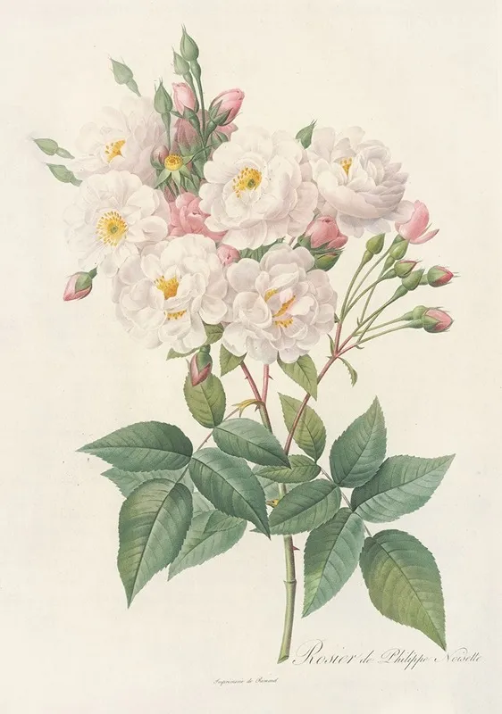 Rosa Noisettiana Wall Art by Pierre Joseph Redouté - High-Resolution Digital Print