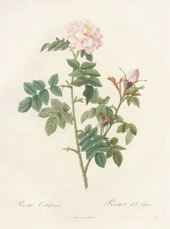 Rosa Orbessanea Wall Art by Pierre Joseph Redouté - High-Resolution Digital Print