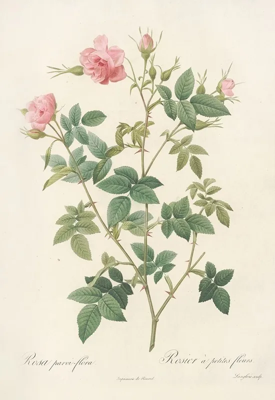 Rosa Parvi Flora Var Flore Multiplici Wall Art by Pierre Joseph Redouté - High-Resolution Digital Print