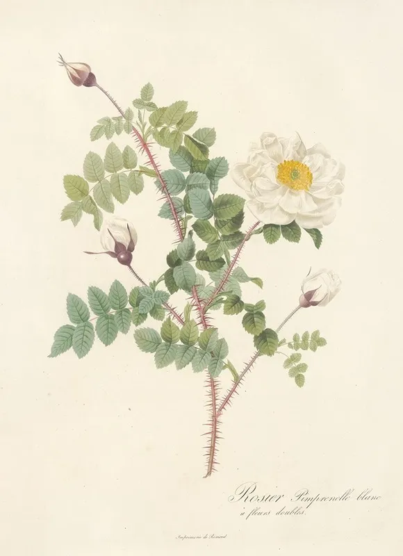 Rosa Pimpinellifolia Alba Flore Multiplici Wall Art by Pierre Joseph Redouté - High-Resolution Digital Print