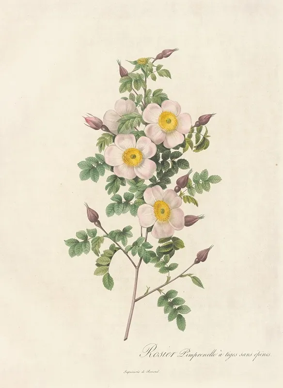 Rosa Pimpinellifolia Inermis Wall Art by Pierre Joseph Redouté - High-Resolution Digital Print