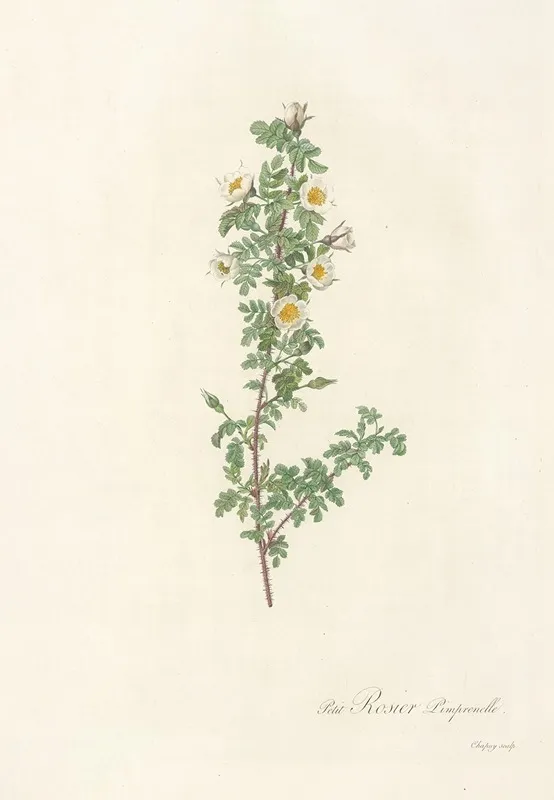 Rosa Pimpinellifolia Pumila Wall Art by Pierre Joseph Redouté - High-Resolution Digital Print