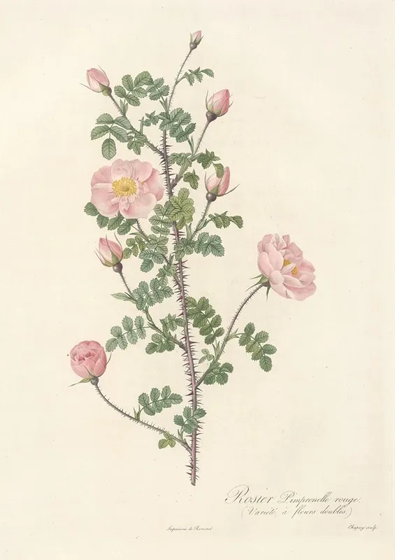 Rosa Pimpinellifolia Rubra Wall Art by Pierre Joseph Redouté - High-Resolution Digital Print