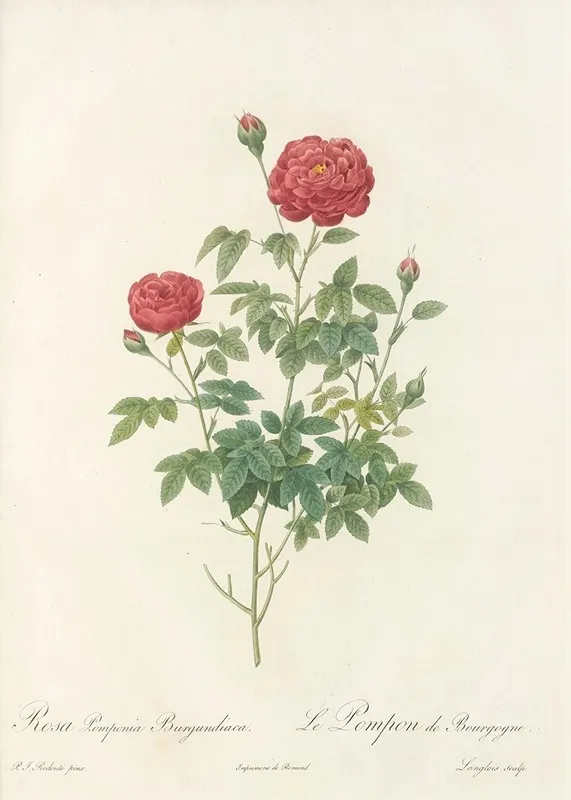 Rosa Pomponia Burgundiaca Wall Art by Pierre Joseph Redouté - High-Resolution Digital Print