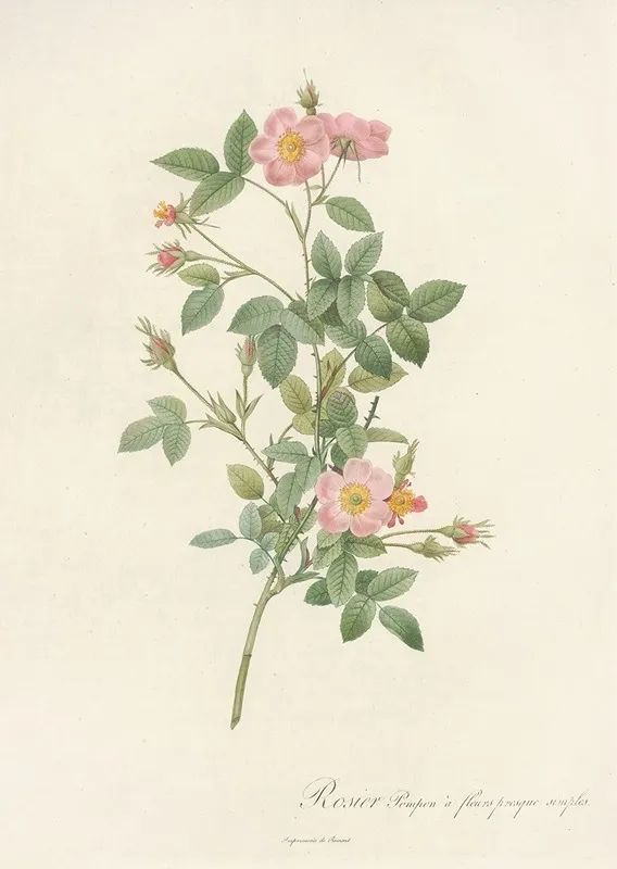 Rosa Pomponia Flore Subsimplici Wall Art by Pierre Joseph Redouté - High-Resolution Digital Print