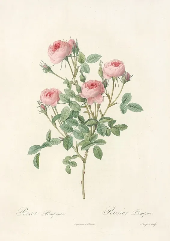 Rosa Pomponia Wall Art by Pierre Joseph Redouté - High-Resolution Digital Print