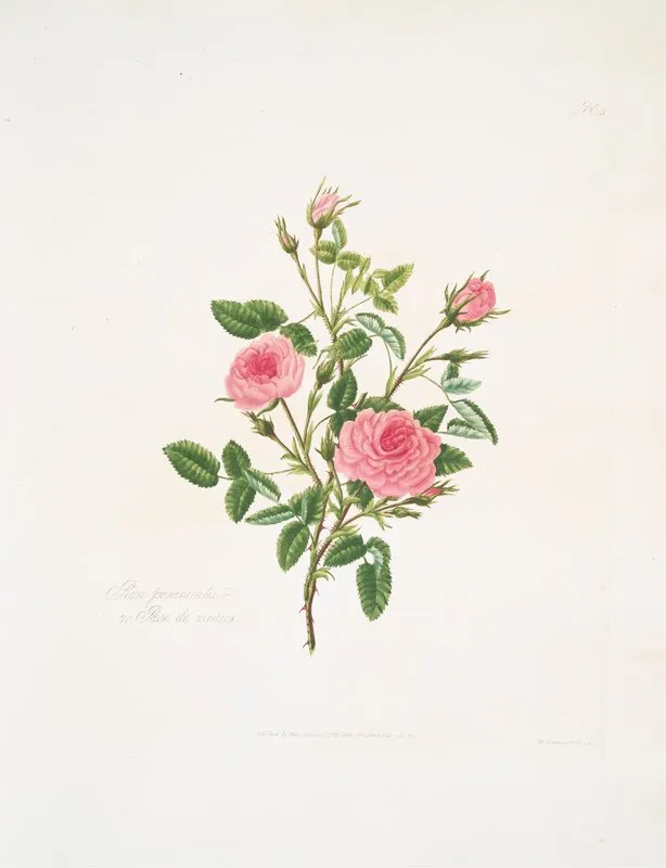 Rosa Provincialis Or Rose De Meaux Wall Art by Mary Lawrance - High-Resolution Digital Print