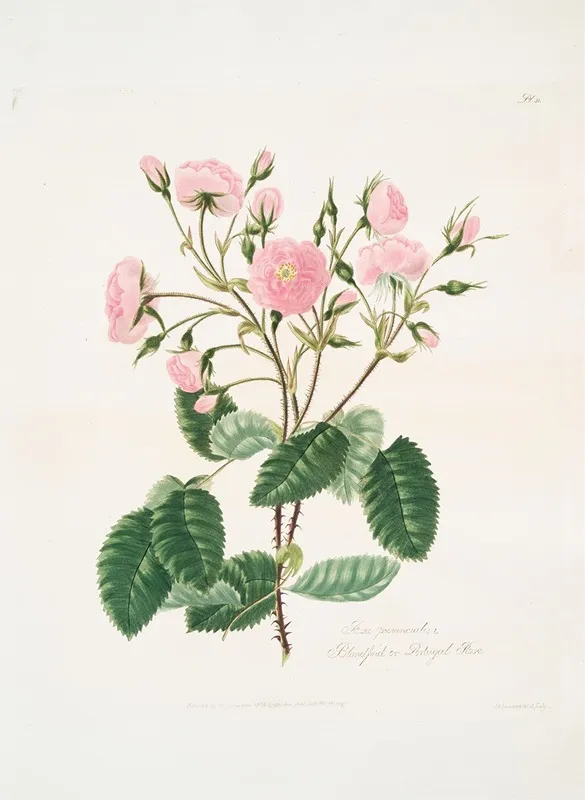 Rosa Provincialis2 Wall Art by Mary Lawrance - High-Resolution Digital Print
