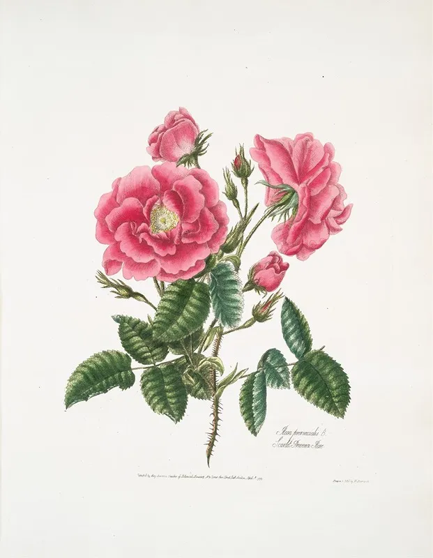 Rosa Provincialis3 Wall Art by Mary Lawrance - High-Resolution Digital Print