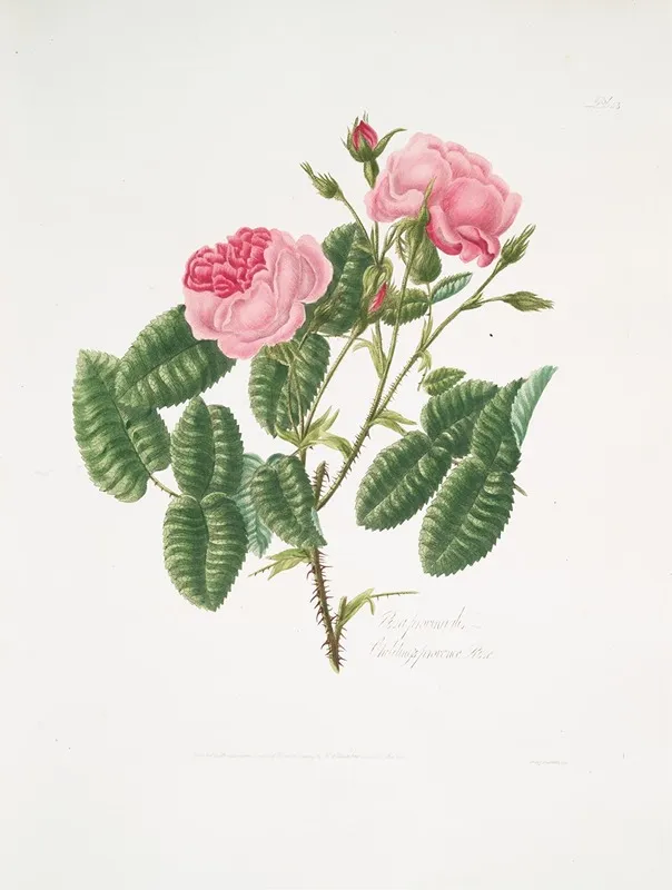 Rosa Provincialis4 Wall Art by Mary Lawrance - High-Resolution Digital Print