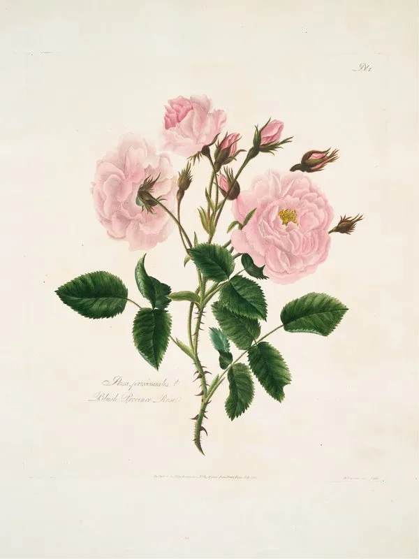 Rosa Provincialis Wall Art by Mary Lawrance - High-Resolution Digital Print