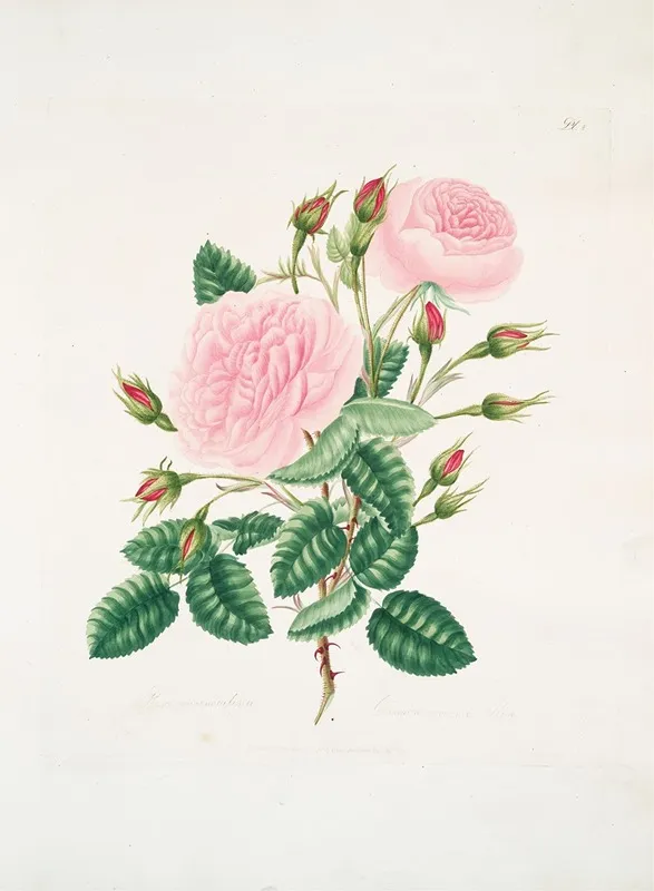 Rosa Provincialisa Wall Art by Mary Lawrance - High-Resolution Digital Print