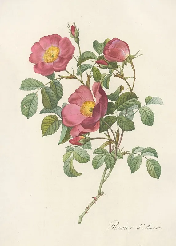 Rosa Pumila Wall Art by Pierre Joseph Redouté - High-Resolution Digital Print