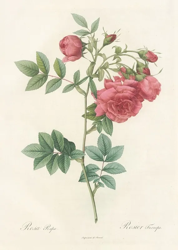 Rosa Rapa Wall Art by Pierre Joseph Redouté - High-Resolution Digital Print