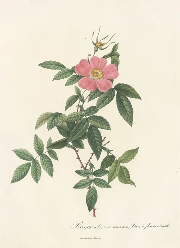 Rosa Reclinata Flore Simplici Wall Art by Pierre Joseph Redouté - High-Resolution Digital Print