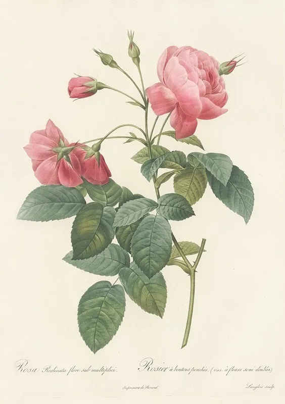 Rosa Reclinata Flore Sub Multiplici Wall Art by Pierre Joseph Redouté - High-Resolution Digital Print