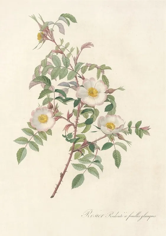 Rosa Redutea Glauca Wall Art by Pierre Joseph Redouté - High-Resolution Digital Print