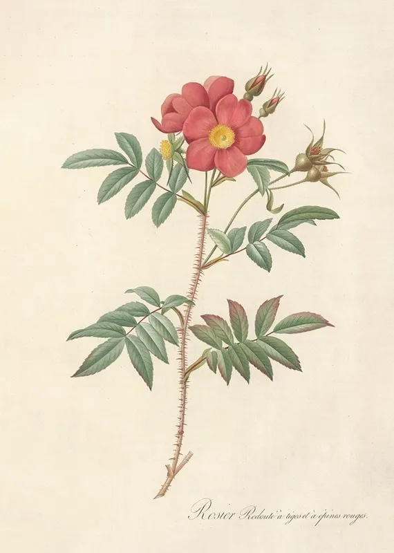Rosa Redutea Rubescens Wall Art by Pierre Joseph Redouté - High-Resolution Digital Print