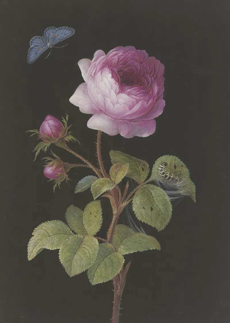 Rosa Rose Rosa Mit Sich Einspinnender Raupe Und Blauling Wall Art by Elisabeth Christina Matthes - High-Resolution Digital Print