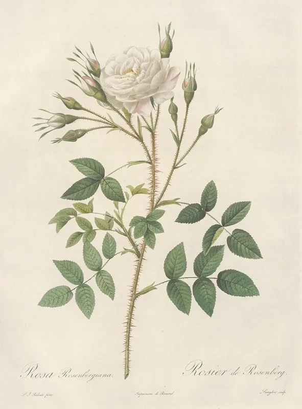 Rosa Rosenbergiana Wall Art by Pierre Joseph Redouté - High-Resolution Digital Print