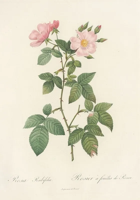 Rosa Rubifolia Wall Art by Pierre Joseph Redouté - High-Resolution Digital Print