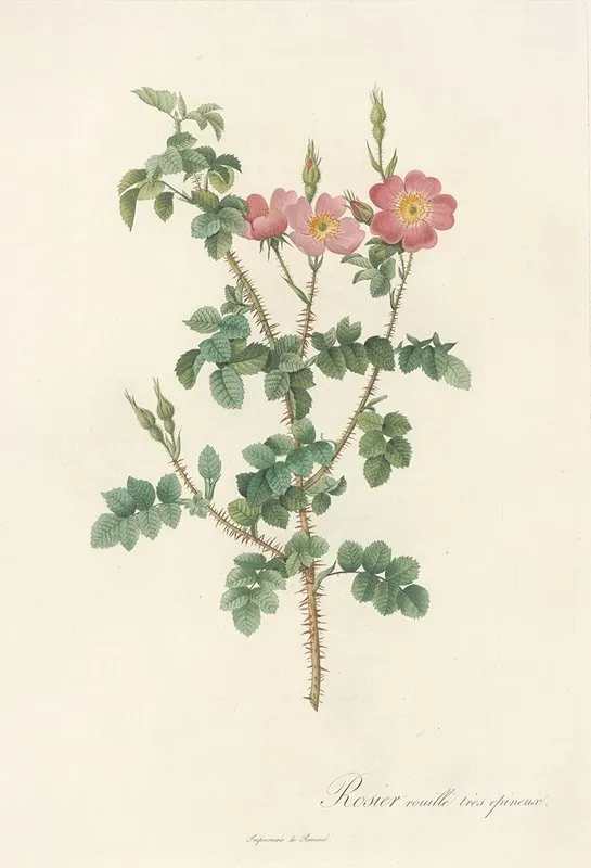 Rosa Rubiginosa Aculeatissima Wall Art by Pierre Joseph Redouté - High-Resolution Digital Print