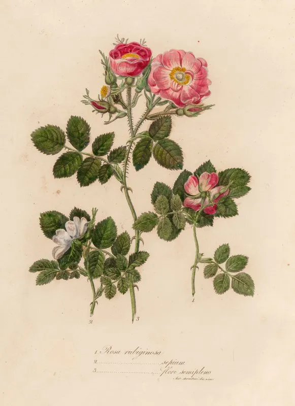 Rosa Rubiginosa And 2 Rosa Rubiginosa Sepium And 3 Rosa Rubiginosa Flore Semipleno Wall Art by Gaetano Savi - High-Resolution Digital Print