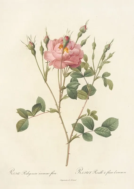 Rosa Rubiginosa Anemone Flora Wall Art by Pierre Joseph Redouté - High-Resolution Digital Print
