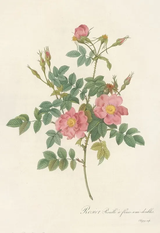 Rosa Rubiginosa Flore Semi Pleno Wall Art by Pierre Joseph Redouté - High-Resolution Digital Print