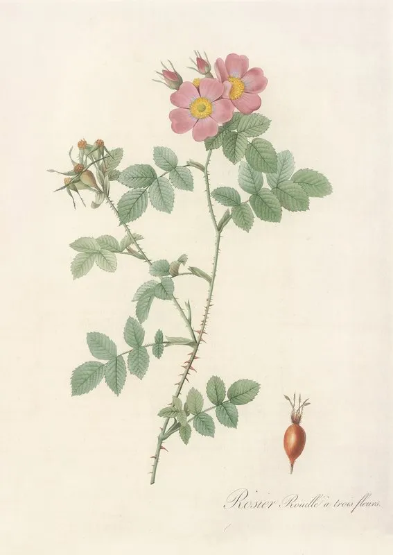 Rosa Rubiginosa Triflora Wall Art by Pierre Joseph Redouté - High-Resolution Digital Print