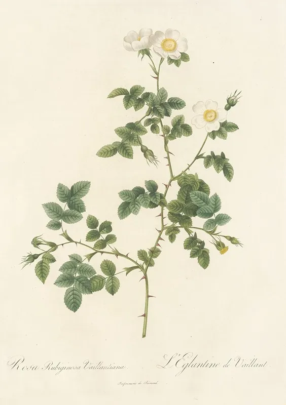 Rosa Rubiginosa Vaillantiana Wall Art by Pierre Joseph Redouté - High-Resolution Digital Print