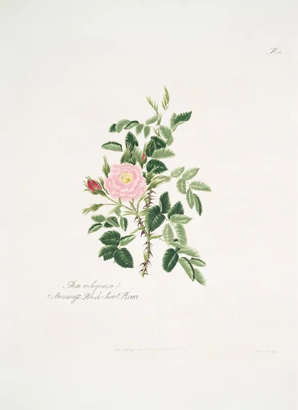 Rosa Rubiginosa Wall Art by Mary Lawrance - High-Resolution Digital Print