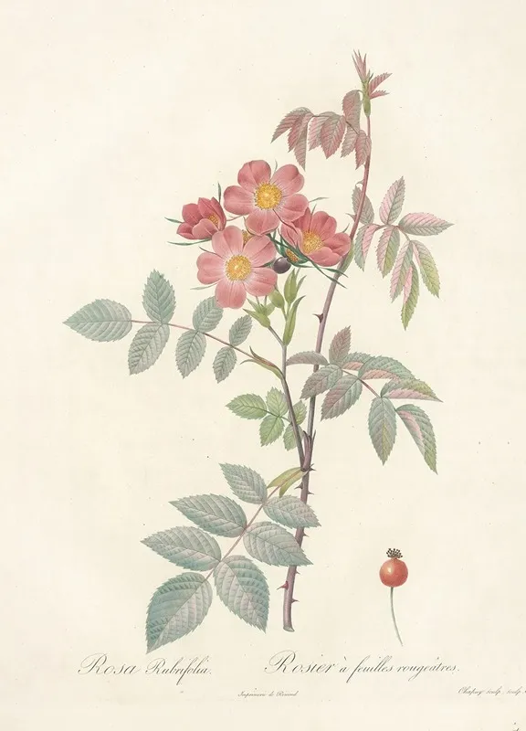 Rosa Rubrifolia Wall Art by Pierre Joseph Redouté - High-Resolution Digital Print