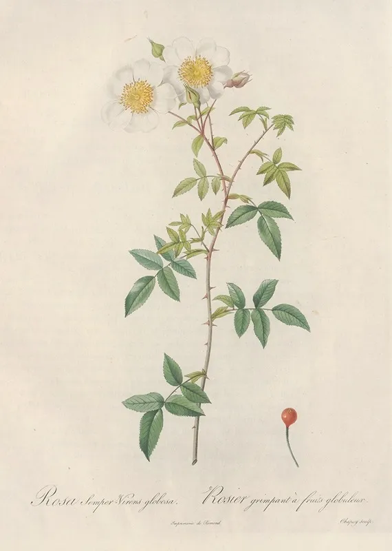 Rosa Semper Virens Globosa Wall Art by Pierre Joseph Redouté - High-Resolution Digital Print